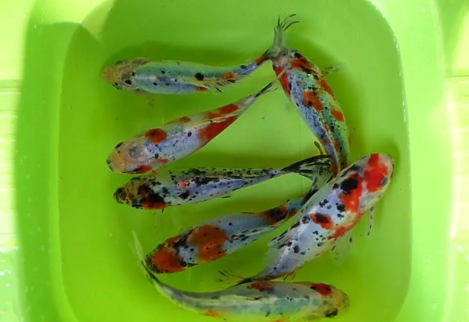 ORFA, KARAŚ, KARP, AMUR, TOŁPYGA, JESIOTR, KARAŚ KOLOR,KOI, Łódzkie, Łódź