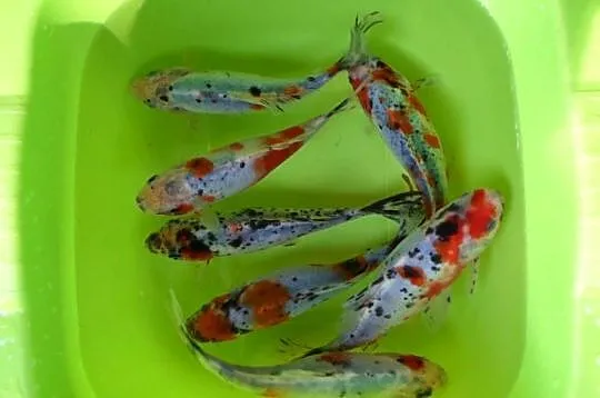 ORFA, KARAŚ, KARP, AMUR, TOŁPYGA, JESIOTR, KARAŚ KOLOR,KOI, Łódzkie, Łódź