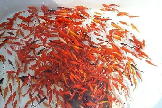 ORFA, KARAŚ, KARP, AMUR, TOŁPYGA, JESIOTR, KARAŚ KOLOR,KOI, Łódzkie, Łódź