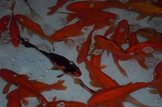 ORFA, KARAŚ, KARP, AMUR, TOŁPYGA, JESIOTR, KARAŚ KOLOR,KOI, Łódzkie, Łódź