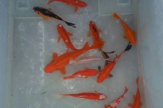 ORFA, KARAŚ, KARP, AMUR, TOŁPYGA, JESIOTR, KARAŚ KOLOR,KOI, Łódzkie, Łódź