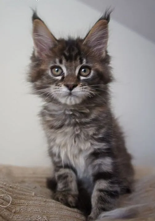 MAINE COON - do odbioru, Koty maine coon cała Pol