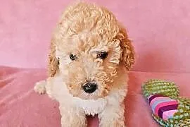 MALTIPOO samczyk