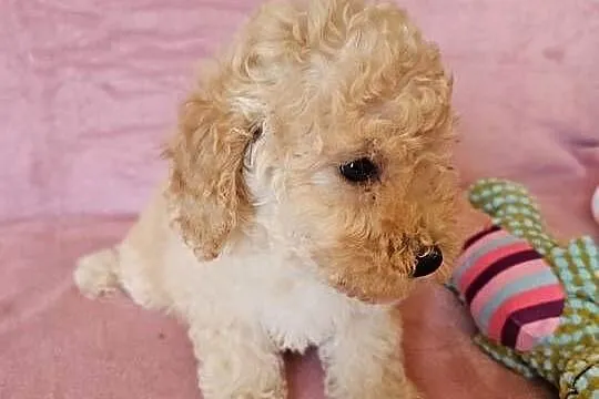 MALTIPOO samczyk, Wielkopolskie, Poznań
