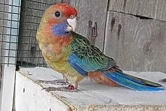 Rozella królewska, Małopolskie, Chyżne