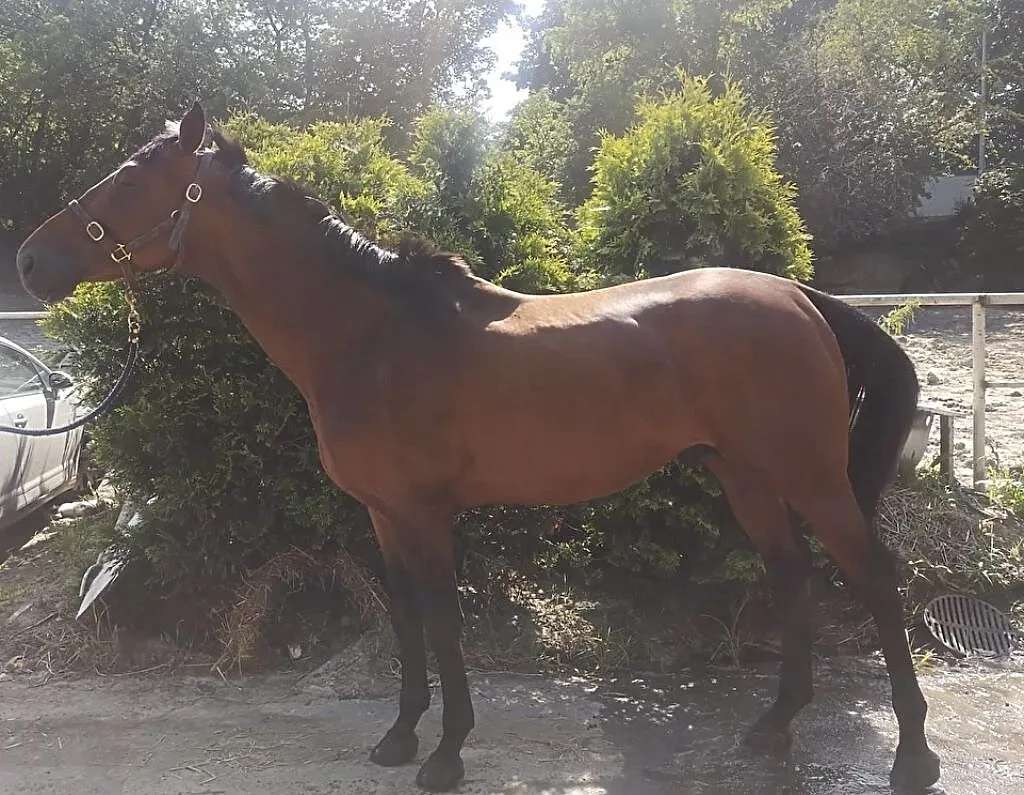Pełna krew angielska 5yo, ogier, Mazowieckie, Warszawa