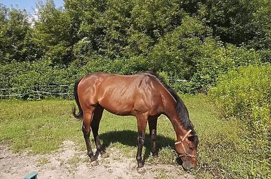 Pełna krew angielska 5yo, ogier, Mazowieckie, Warszawa