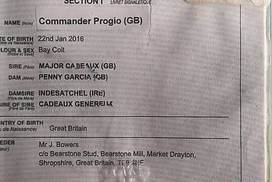 Pełna krew angielska 5yo, ogier, Mazowieckie, Warszawa