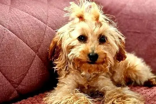 Malutka 6miesieczna sunia pudel toy teacup