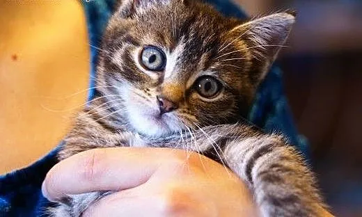 Ślicznotka BELLA poleca się do adopcji. , śląskie