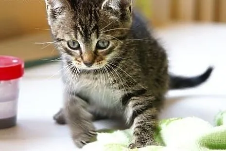 Ślicznotka BELLA poleca się do adopcji. ,  śląskie