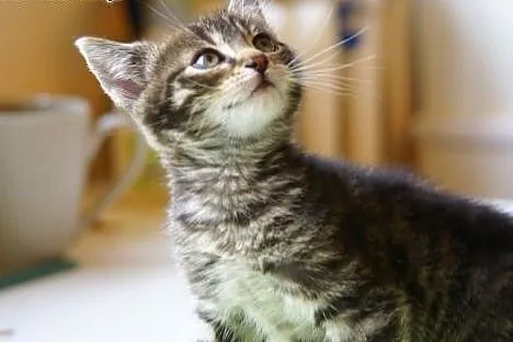 Ślicznotka BELLA poleca się do adopcji. ,  śląskie