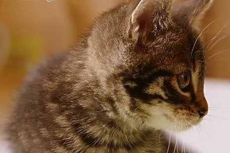Ślicznotka BELLA poleca się do adopcji. ,  śląskie