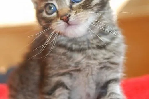 Ślicznotka BELLA poleca się do adopcji. ,  śląskie