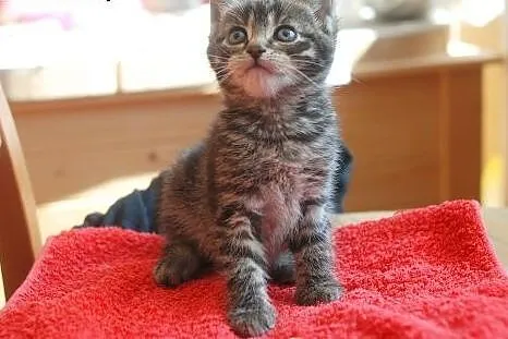 Ślicznotka BELLA poleca się do adopcji. ,  śląskie