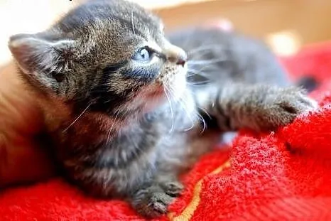 Ślicznotka BELLA poleca się do adopcji. ,  śląskie