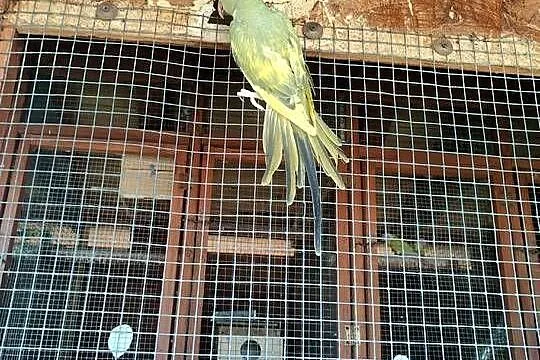 sprzedam samice aleksandretty obrożnej, Śląskie, Rybnik