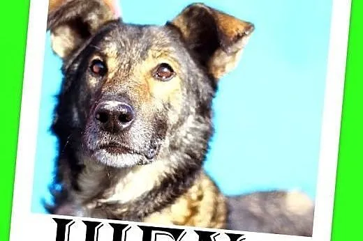 Wilczasty,duży,posłuszny pies HIEN,czujny stróż,wierny przyjaciel.ADOPCJA,  małopolskie Kraków