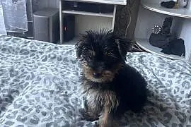 Pies Yorkshire Terrier
