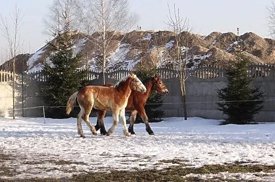 Sprzedam źrebaki