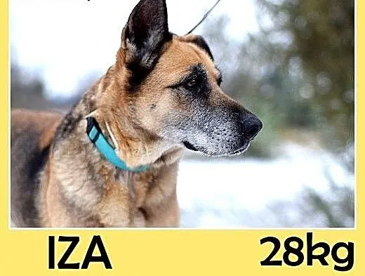 Prośba o dom dla starszej suczki,IZA wpada w depre