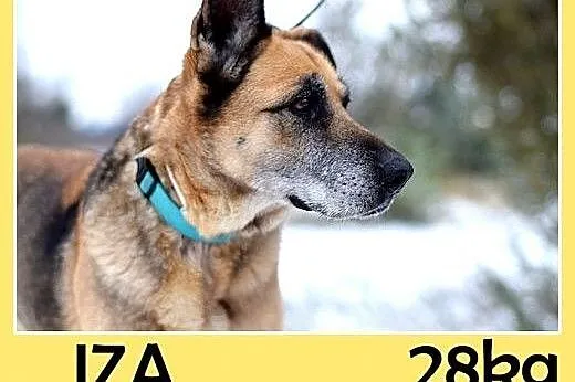 Prośba o dom dla starszej suczki,IZA wpada w depre