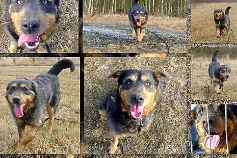 Duży, piękny, oryginalny, radosny pies! To nasz PA