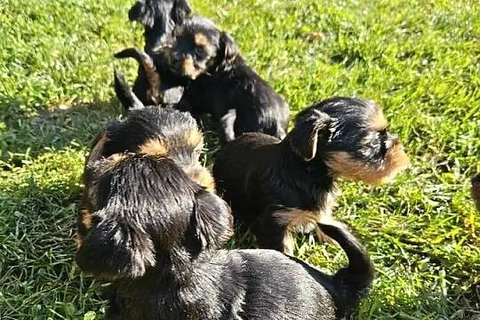 Yorkshire terrier