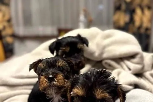 Yorkshire terrier, Małopolskie, Krościenko nad Dunajcem