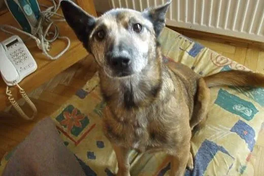 Pies idealny dla każdego dobrego człowieka :),  ma
