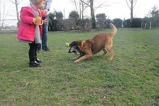 Pies idealny dla każdego dobrego człowieka :),  ma