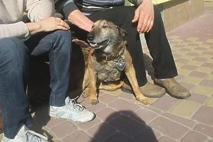 Pies idealny dla każdego dobrego człowieka :),  ma