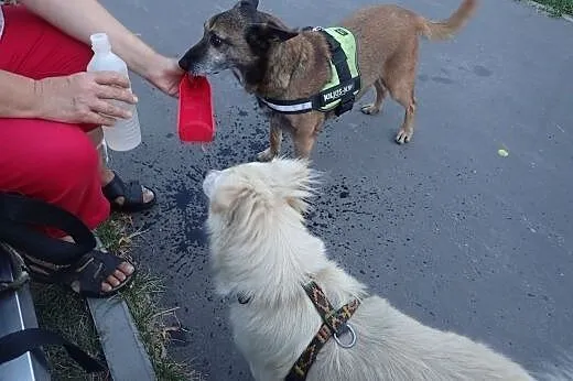 Pies idealny dla każdego dobrego człowieka :),  ma