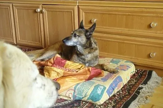 Pies idealny dla każdego dobrego człowieka :),  ma