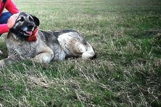 Klarę porzucono w lesie, nieopodal schroniska - mimo, że kochała i była wierna...,  małopolskie Kraków