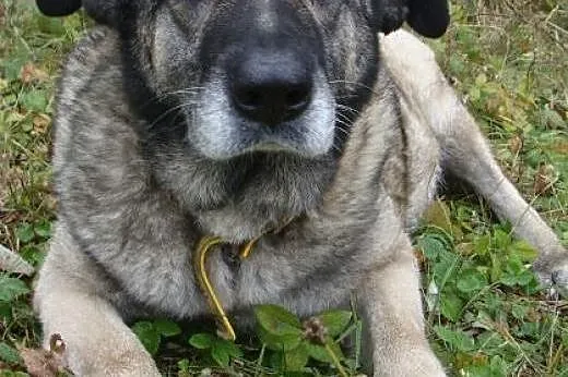 Klarę porzucono w lesie, nieopodal schroniska - mi