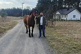 Sprzedam konie