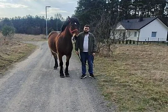 Sprzedam konie, Śląskie, Zawiercie