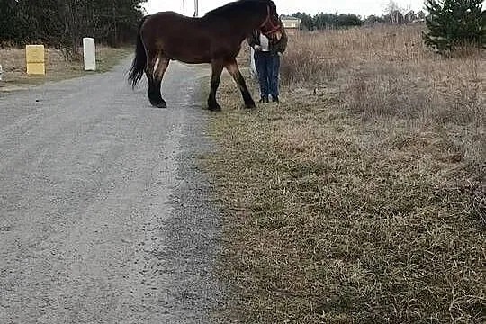 Sprzedam konie, Śląskie, Zawiercie