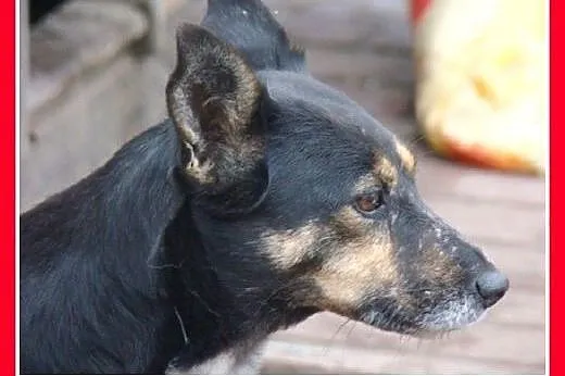 7 kg,spokojna,łagodna,delikatna suczka LEMONKA.Adopcja,  małopolskie Kraków