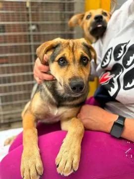 Kiwi - 6 miesięczna sunia SZCZENIAK szuka domu!  Kiwi, serce pęka na widok tego smutnego psiego dzie, , Warszawa