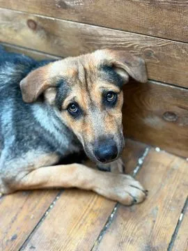 Kiwi - 6 miesięczna sunia SZCZENIAK szuka domu!  Kiwi, serce pęka na widok tego smutnego psiego dzie, , Warszawa