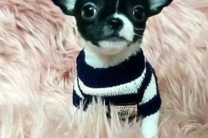 *** Gotowy Do Odbioru *** Piękny Chłopczyk Chihuahua ***, Wielkopolskie, Ciszkowo