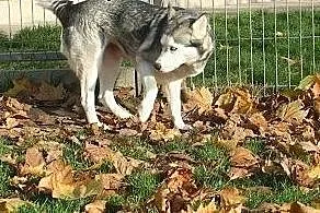 Luna piękna sunia husky czeka na swoją nową rodzin