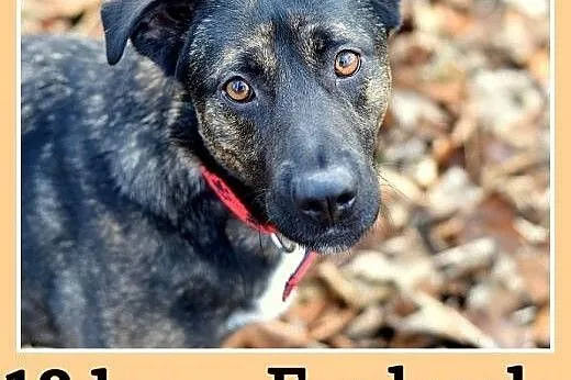 18 kg, 2 lata,przyjacielski,pogodny,towarzyski pies FRYDERYK.Adopcja,  mazowieckie Warszawa
