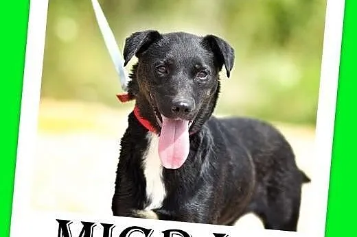 7 mies,średnia 12kg,aktywna,przyjazna suczka MIGRA.Adopcja,  małopolskie Kraków