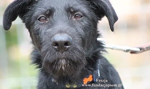 Frezja- To ja Twoja nowa przyjaciółka!, mazowieck