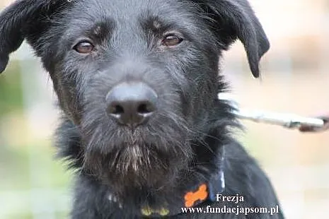 Frezja- To ja Twoja nowa przyjaciółka!,  mazowieck