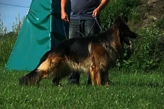 Owczarek Niemiecki Długowłosy Szczenięta