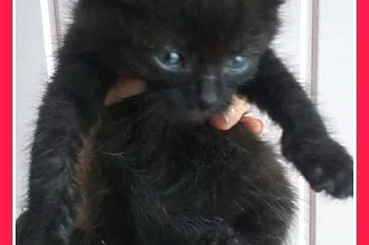 6 tyg.kocurek,czarny kotek,CZARNULEK,przytulaśny.A